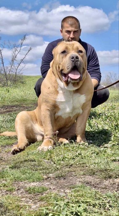 ТОП Американско були ХХЛ