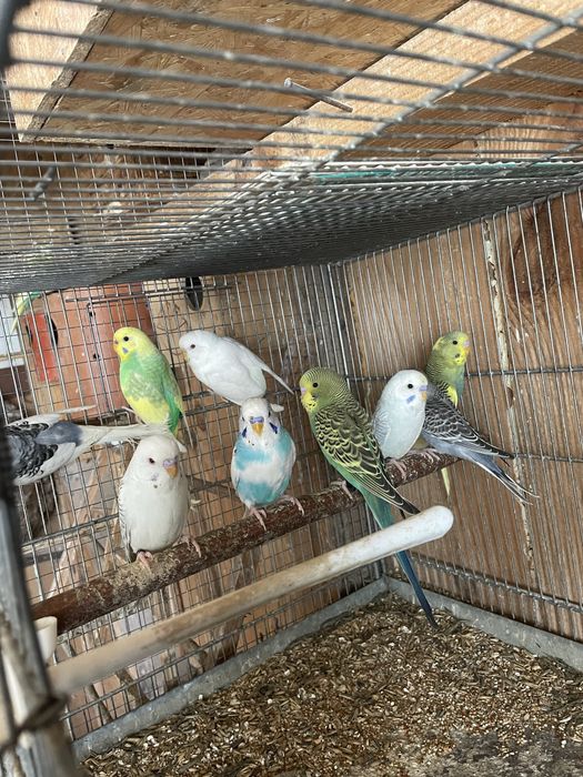 Agapornis si perusi la schimb