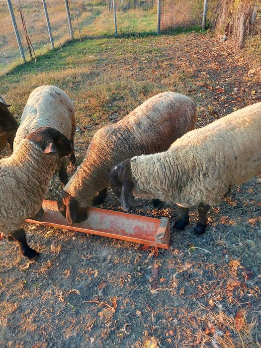 Vând 2 berbecii de 10luni rasa suffolk