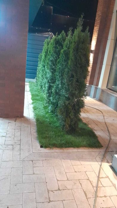 Рулонный газон в наличии