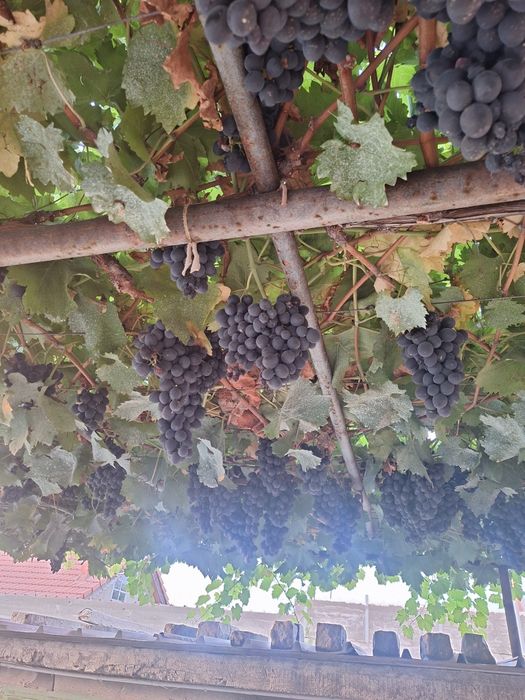 Грозде сорт Молдова