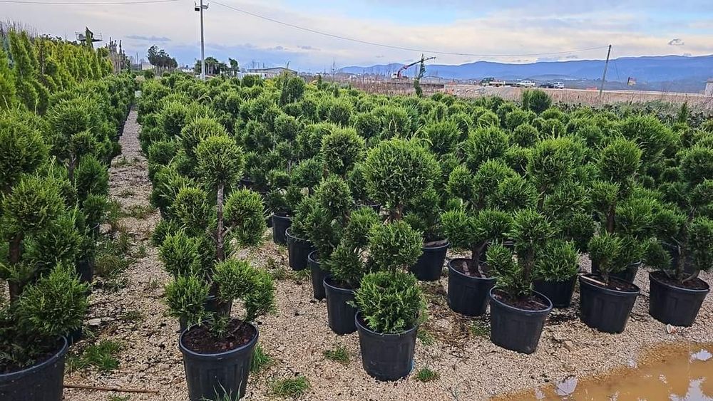 Plante ornamentale pentru gradina