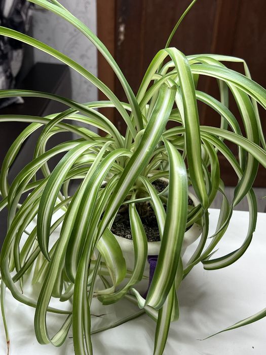 Цветы домашние ухоженные