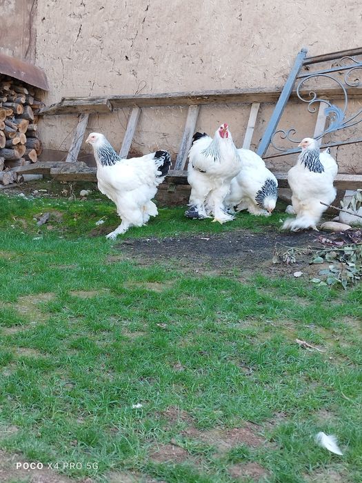 Светлый Брама тухумлари.