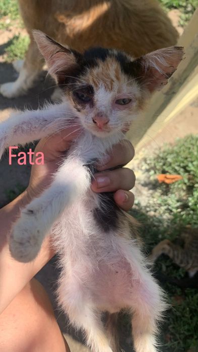 Pisici pentru adoptie