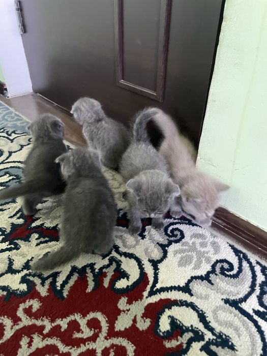 mushukchala sotiladi! scotish fold,strayt