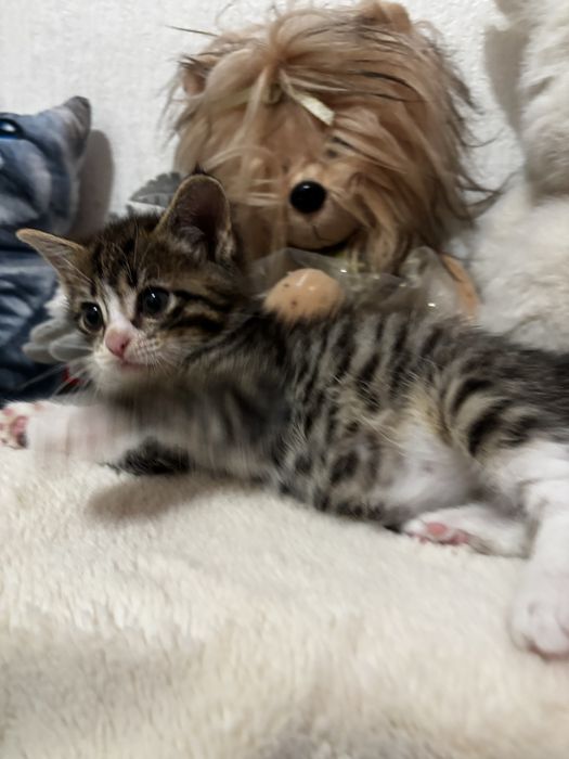 Котёнок(1,5 мес.) г.Алматы