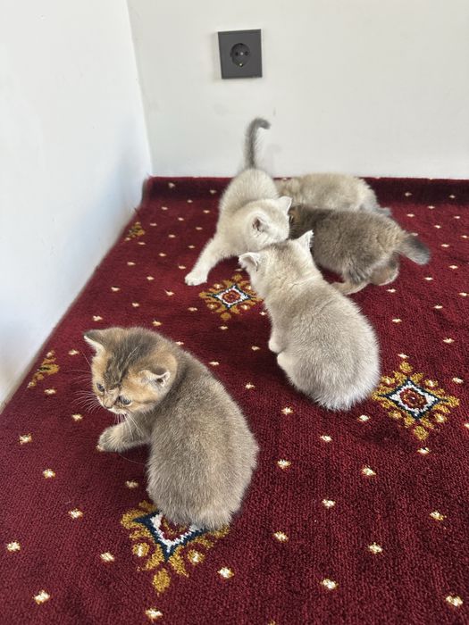 Scottish fold и Scottish straight настоящий