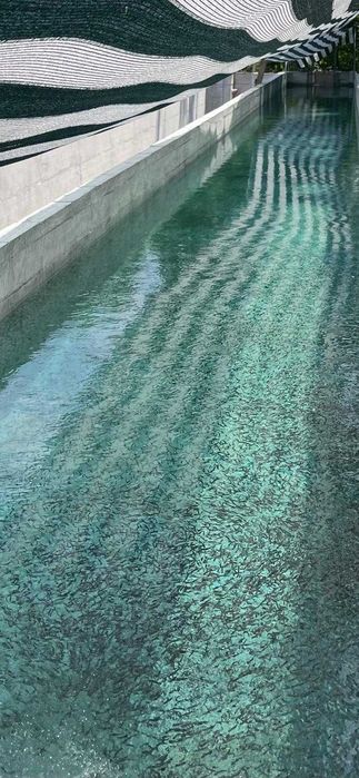 Vând puiet pastrav curcubeu