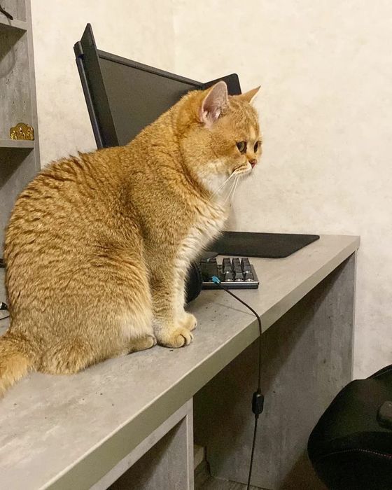 Британские котята
