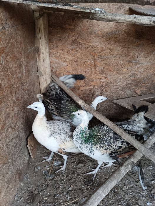 Vând păuni umăr negru