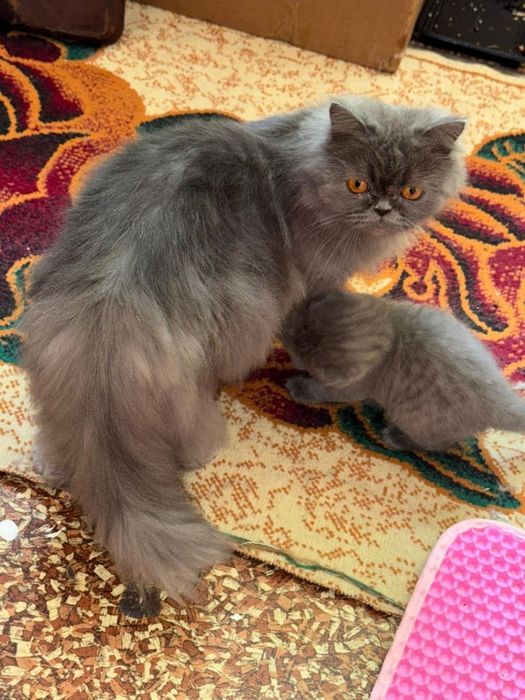 Продаются котята