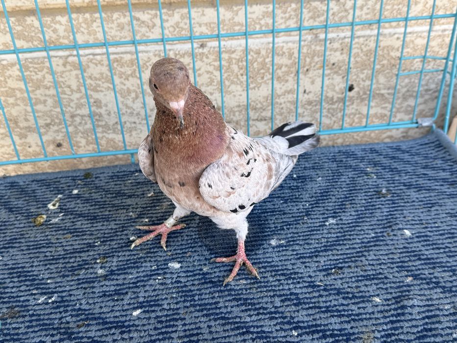 Челкар голубка