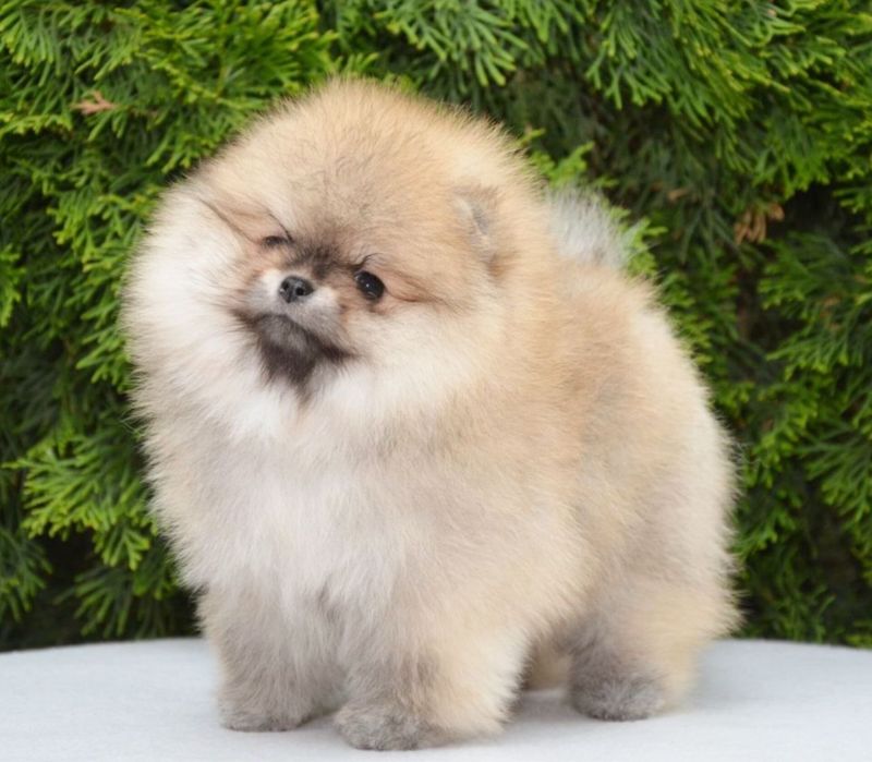 Fetita pomeranian mini/toy!