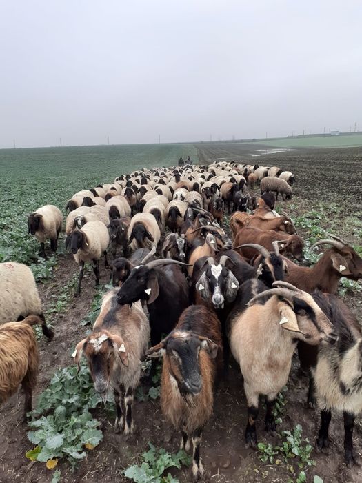 200 de oi de vânzare