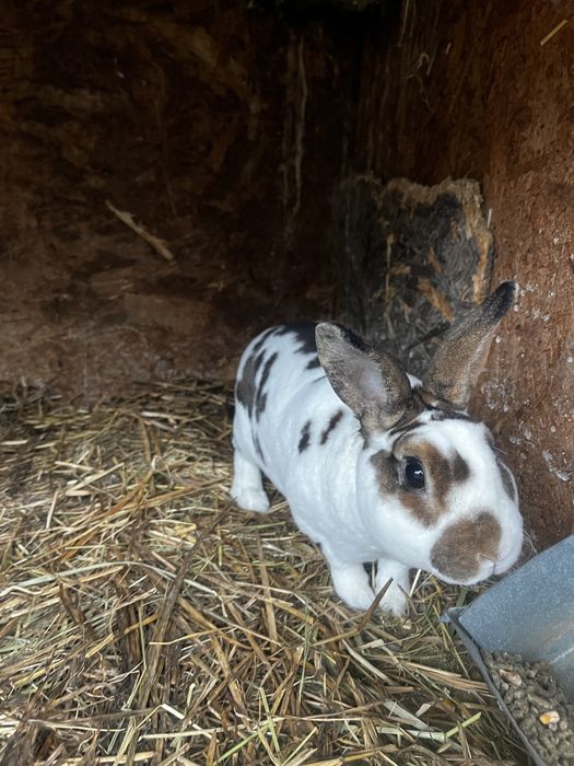 Iepuri de rasa de vanzare