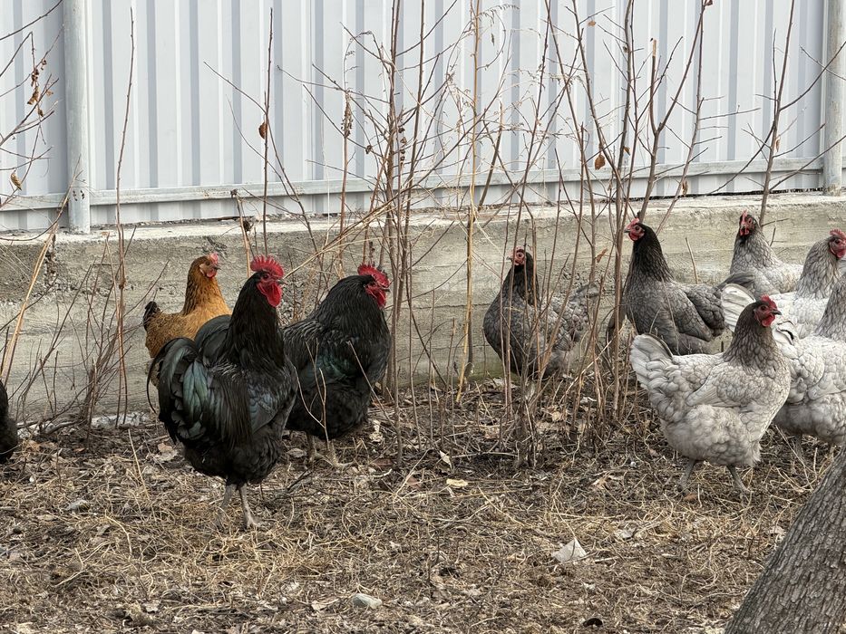 Петух джерсиский гигант