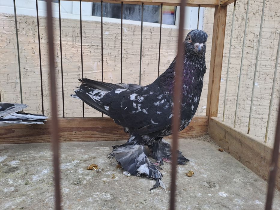 Голуби челкари,жуки ,сочи