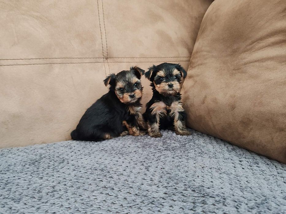 Йоркширски териер