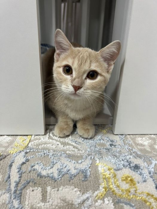 котенок мальчик 4.5месяцев