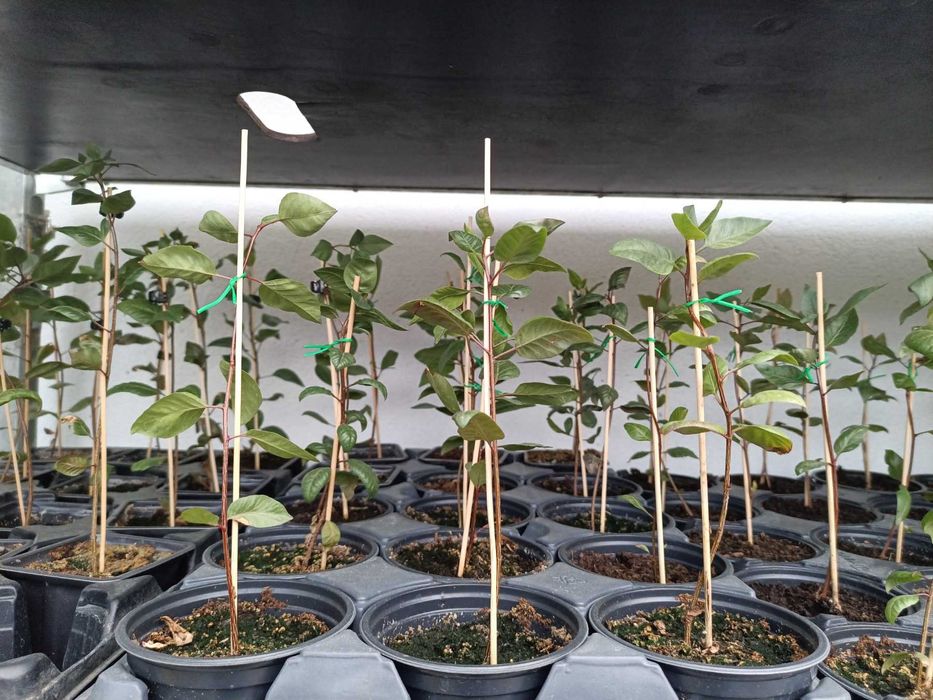 Продавам шам фъстък разсад фиданки