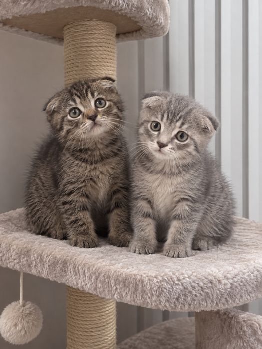 Шикарный котенок!