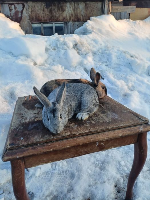 Продается кролики