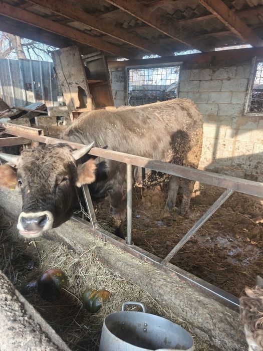 Продам бычков с откорма