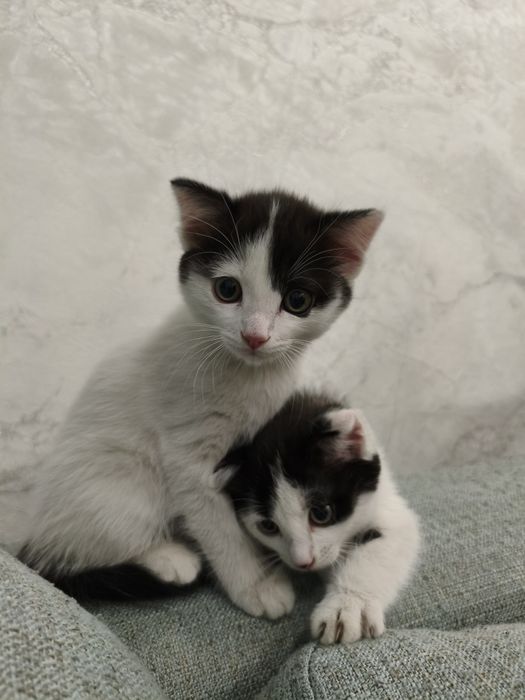 Отдам котят в хорошие руки