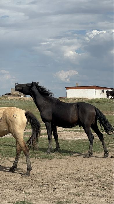 Айғыр сатылады 5 жасар