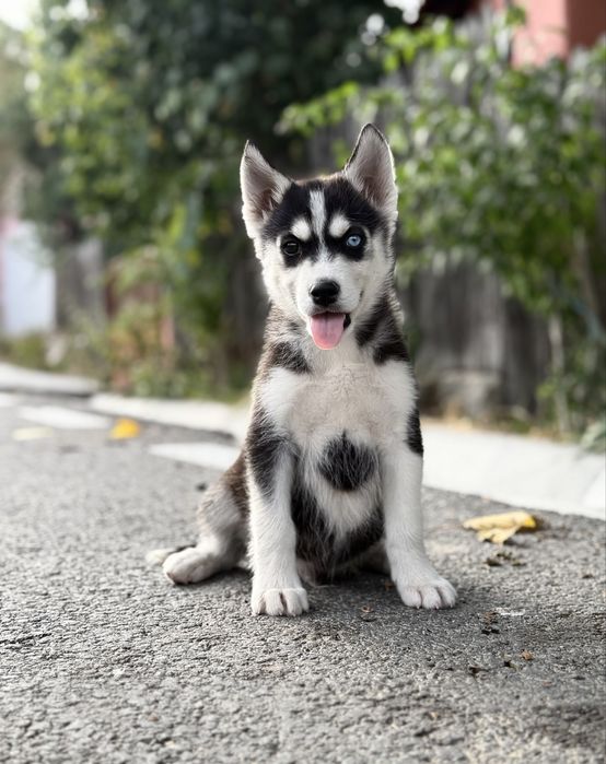 Disponibil mascul husky siberian!