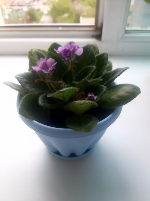 Продам комнатные фиалки