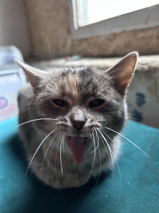 Отдам даром кота , домашний