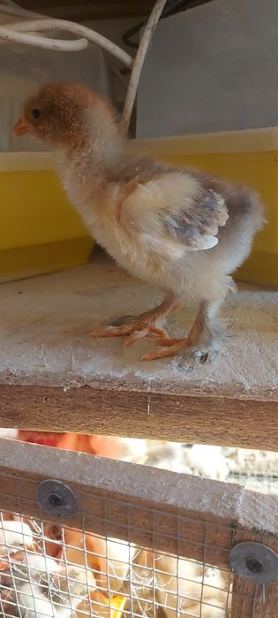 Pui Brahma Porțelan