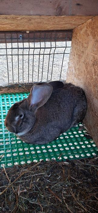 Iepuri de vanzare urias belgian