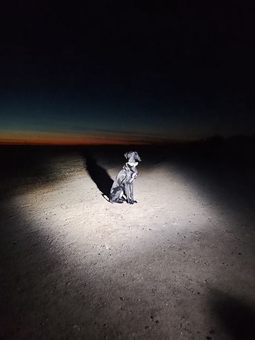 Тазы күшіктер сатылады