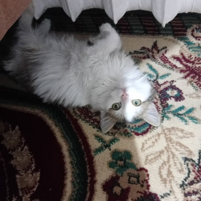 Отдам котенка в добрые руки