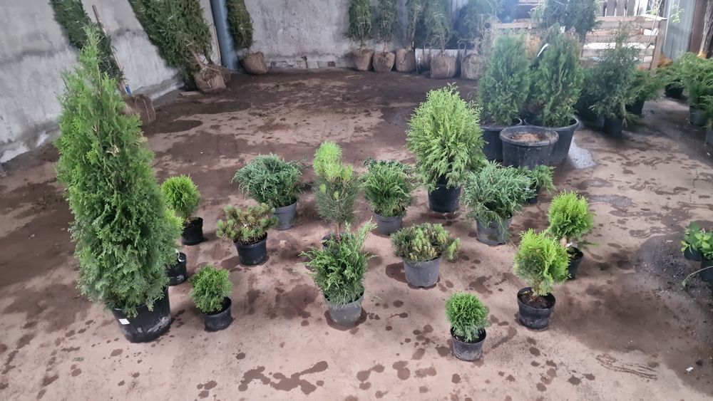 Ель саженцы голубые