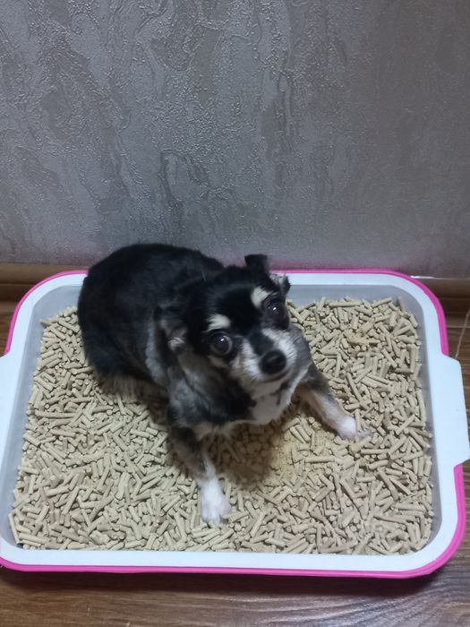 мини чихуахуа (девочка)