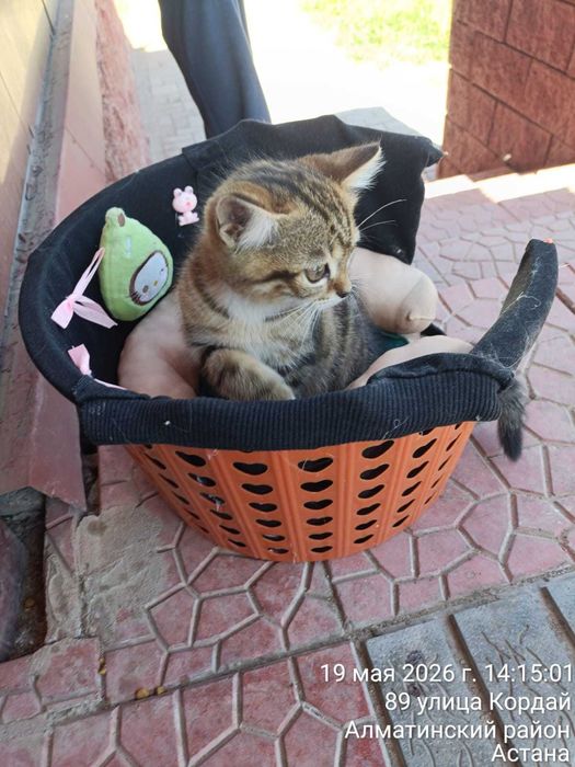 Отдам котенка в добрые руки