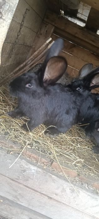 Vând iepuri Ug de 3 luni jumate