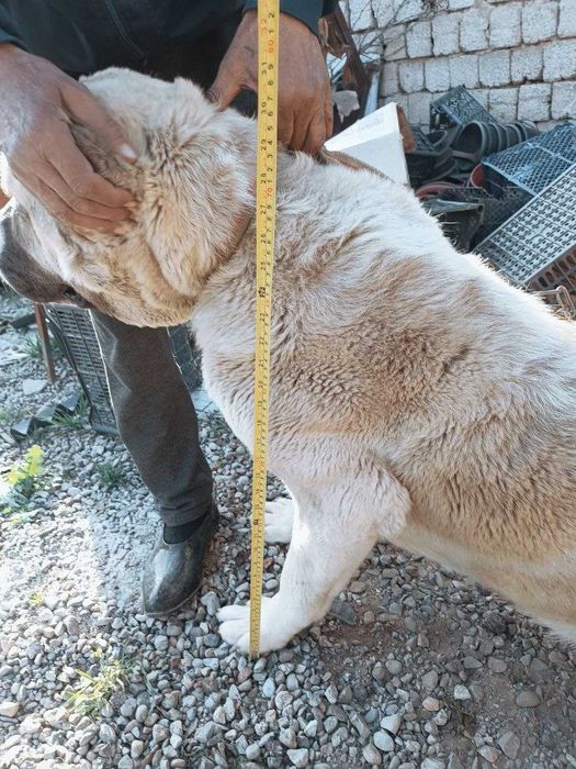 Среднеазиатская Овчарка