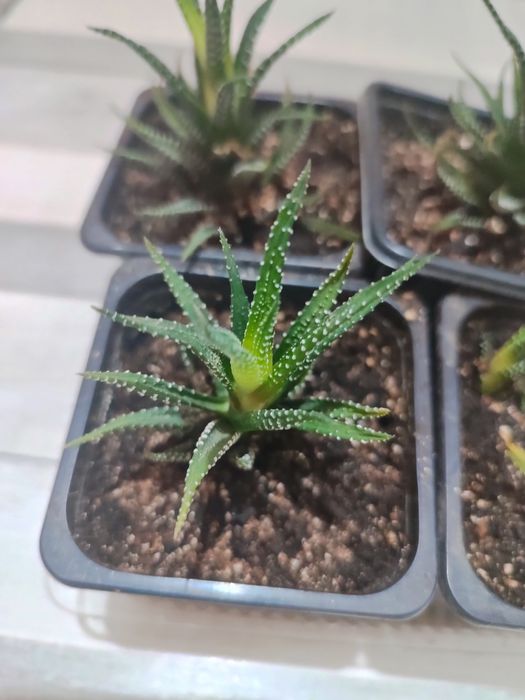 Продам Хавортию .