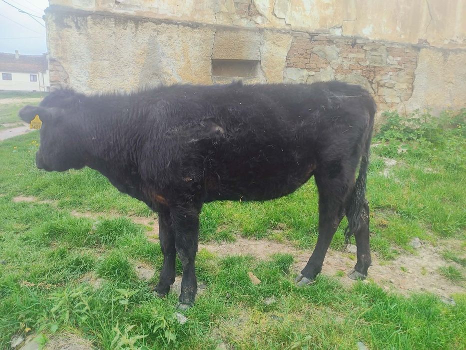 Vând vitea angus