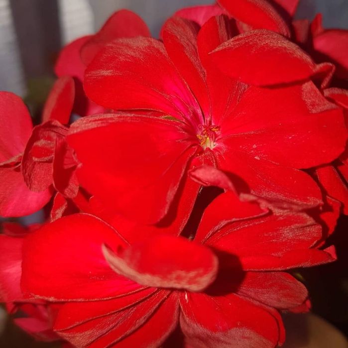 Пеларгония сербская