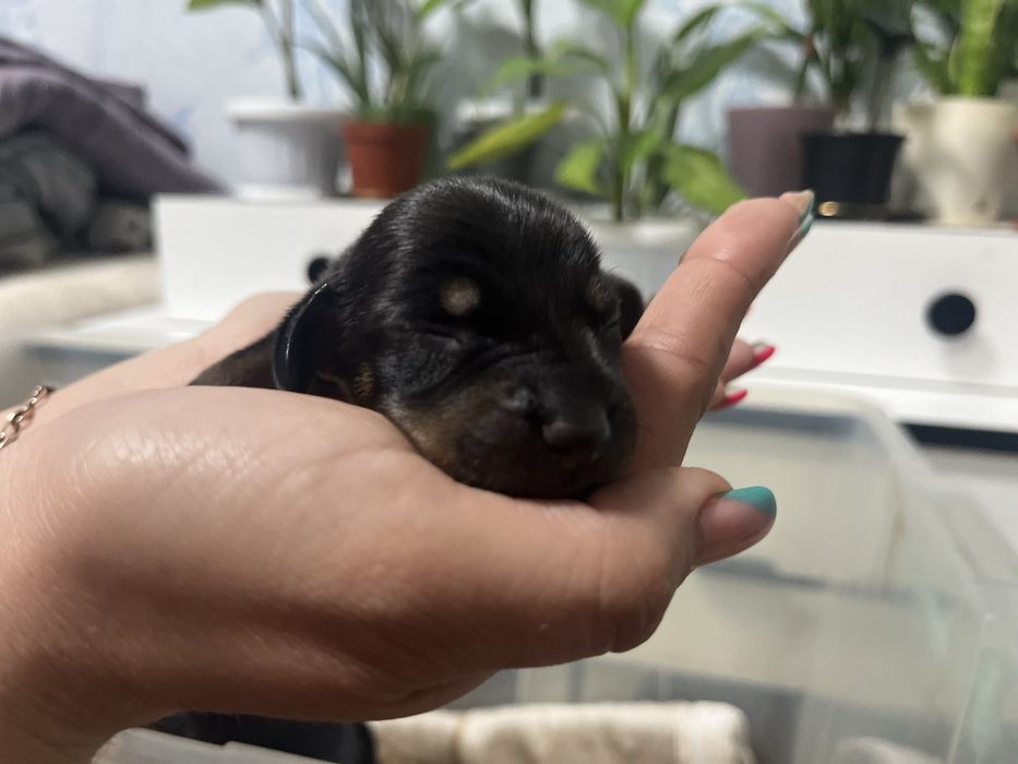 Щенки таксы (бронь)