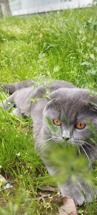 Viyaskaga privazno mushug irlandiya