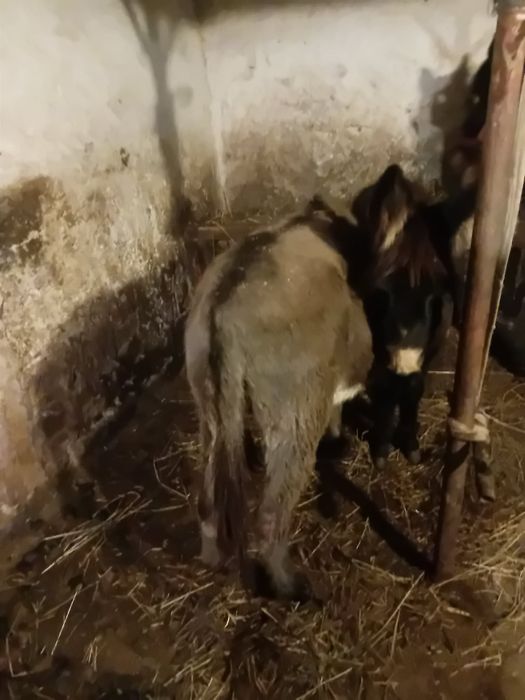 Vând măgăriță de 5 anii ( gestantă )