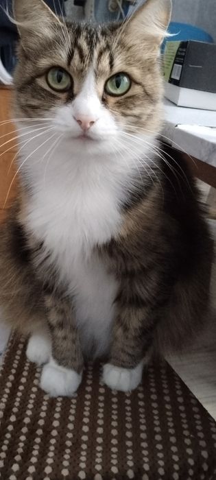 Потерялась кошка
