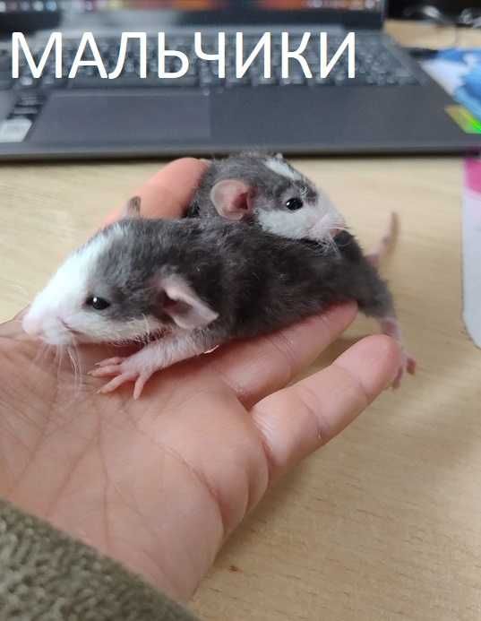 МАЛЬЧИКИ Крысята -Дамбо кучеряшки